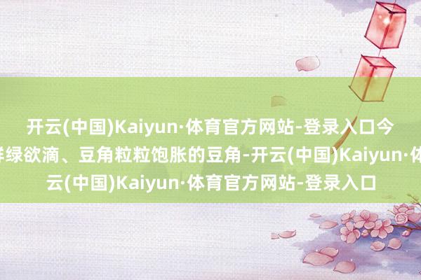 开云(中国)Kaiyun·体育官方网站-登录入口今天在市集上看到那些鲜绿欲滴、豆角粒粒饱胀的豆角-开云(中国)Kaiyun·体育官方网站-登录入口