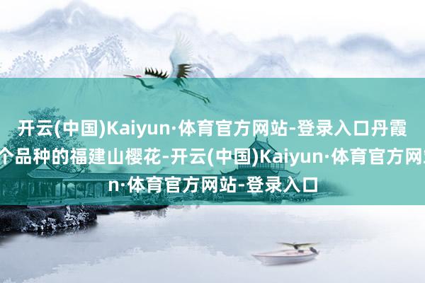 开云(中国)Kaiyun·体育官方网站-登录入口丹霞、元红等五个品种的福建山樱花-开云(中国)Kaiyun·体育官方网站-登录入口